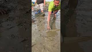 Amazing Big Fish Catch By Hand From Muddy Water Fish fishinglife bigfish village Fishing [upl. by Ferrigno]