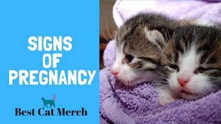 How to Tell if your Cat is Pregnant 5 signs [upl. by Ayk58]