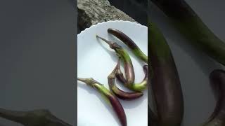 Harvesting Cowpea and Brinjal from my Terrace garden in Delhi manipuriurban gardening [upl. by Volnak]