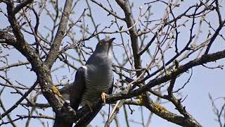 Common Cuckoo Cuculus canorus [upl. by Donetta]