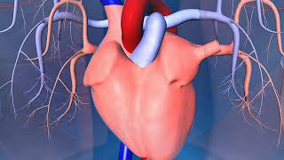 Human heart lungs arteries and veins [upl. by Wendelin10]