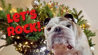 Reuben the Bulldog Christmas Tree Rock [upl. by Antin]