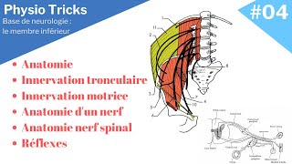 15 minutes pour comprendre la neurologie du membre inférieur et comprendre son intérêt clinique [upl. by Mulford]