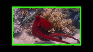 Octopus and fish join forces to hunt prey in filming first for blue planet ii [upl. by Saito433]