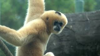 Zoo Welcomes WhiteCheeked Gibbon [upl. by Mara]