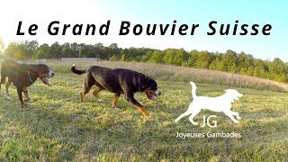 😍 GRAND BOUVIER SUISSE  Je vous partage TOUT  Les Joyeuses Gambades ❤️ [upl. by Willin]