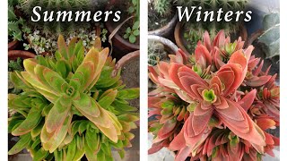 How to Grow and Care CampFire Succulent Plant  Crassula Capitella  Red Flames  Red Pagoda [upl. by Schlosser]