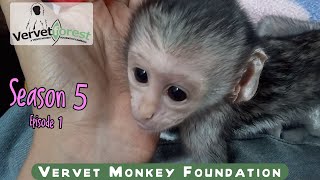 Start to meet the new baby orphan monkeys of Season 5 Roddy Kappi and Daisy Mae [upl. by Christmas]