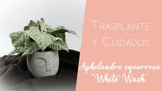 Aphelandra squarrosa quotWhite washquot cuidados y trasplante [upl. by Araht]