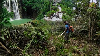 Bersihkan Kebun Sawit Semak Tebal Menggunakan Mesin Pemotong Rumput Jenis 2Tak [upl. by Rillings549]