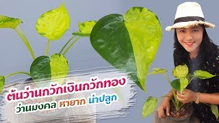 ต้นว่านกวักเงินกวักทอง ว่านมงคลหายาก น่าปลูก เปิดโลกออนไลน์ Ep111 Aranya Channel [upl. by Ibok408]