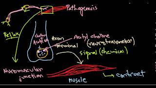 Clostridium botulinum pathogenesis [upl. by Rialc]