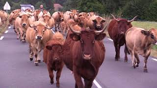 Petite estive  Franck Fréry  Elevage de vaches Aubrac et Salers [upl. by Petulia355]