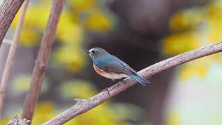 红胁蓝尾鸲 Redflanked Bluetail [upl. by Wyatan]