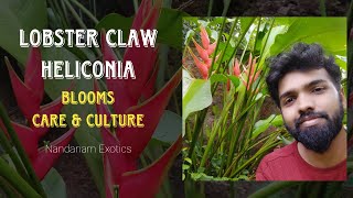 Lobster Claw Heliconia Plant  Culture and Care [upl. by Slaby]