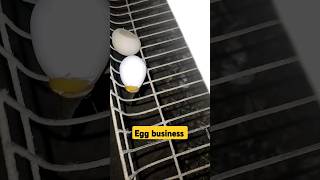 egg business plan chicken poultry shorts [upl. by Egwin]