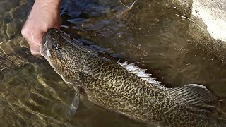 Trekking and Fishing for Murray Cod and Golden Perch [upl. by Howlend706]