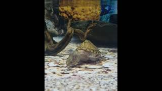 Razorback Musk Turtle Walks Like a Zombie [upl. by Emawk]