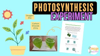 Photosynthesis Experiment Video Tutorial [upl. by Elledoj]