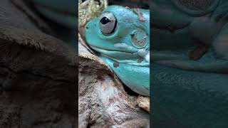 Dumpy Sandfire Treefrog just woke up closeup [upl. by Stepha644]