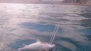 Pesca subacquea in Liguria con fiocina a elasticopole spear a Celle ligure estate 2021 [upl. by Mw794]