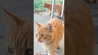 Wildones outdoorcats catlovers animallover straycat subscribe [upl. by Ashien]