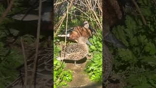 Red Shoveler birds waterfowl [upl. by Emelin]