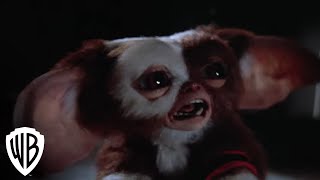 Gremlins 2 The New Batch  Gremlins Multiply  Warner Bros Entertainment [upl. by Aiym]