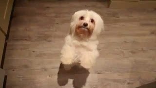 Funny Dogs  Worlds Funniest Dancing Dogs Compilation [upl. by Lenaj]