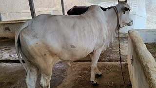 Ongole cows 🐄original originalsound Ongole cow 🐄 [upl. by Coco]