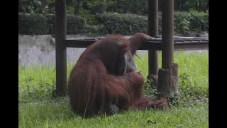 Captan a orangután fumando [upl. by Lirva]