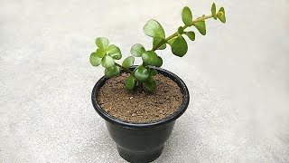 Grow jade plant from cutting  Grow indoor plants easy way [upl. by Nyladnewg]