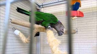 Hawk Headed Parrot Bert and Ernie Introductions [upl. by Wahl]