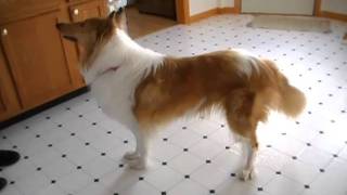 ROUGH COLLIE DOG SHELBIE BARKING AND PLAYING [upl. by Alene969]