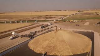 Massive Wheat Pile in Central Montana [upl. by Aevin]