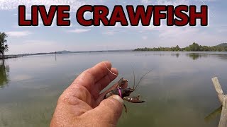 Bass Fishing With Live Crawfish [upl. by Kress]