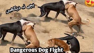 2024 Ki Dangerou Dog Fighting  dog fights  WILD Dog Battles Caught on Camera [upl. by Park]