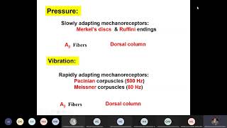 CNS301 Physiology  Lec 5  Cont of mechanoreceptive sensation  Dr hani [upl. by Ojaras784]