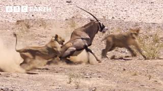 Greatest Fights In The Animal Kingdom Part 4  BBC Earth [upl. by Moran245]