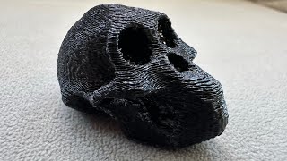 3D printed AUSTRALOPITHECUS skull [upl. by Hannahc102]