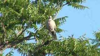 Eurasian CollaredDove calling [upl. by Everett]