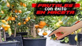 📛📛 Cultivar FRUTALES en MACETA con ÉxItO Cómo TRAPLANTAR un frutal en MACETA [upl. by Magill]