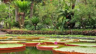 Jardín Botánico Puerto de la Cruz Tenerife [upl. by Ignacia987]