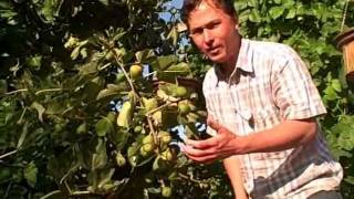 How to get your Figs on your Fig Tree to Ripen Faster [upl. by Kylie]