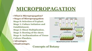 Micropropagation in Plant Tissue Culture Stages of Micropropagation Clonal Propagation Hindi [upl. by Bulley950]