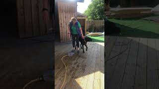 Cane Corso Pranks Owner With Hose [upl. by Mushro]