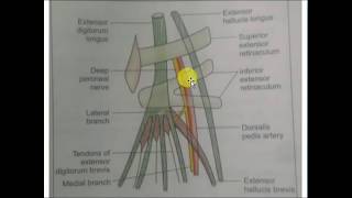 Anatomy of dorsalis pedis artery [upl. by Perron]