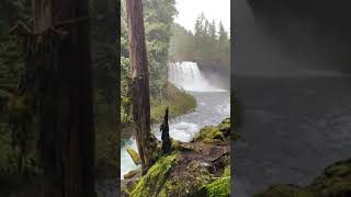 Koosah Falls Oregon [upl. by Neom]