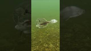 How many fish can these pike eat  pike fishing underwater [upl. by Etnaed775]