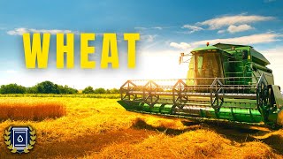 WHEAT Documentary Everything You Ever Wanted to Know about Wheat [upl. by Aelegna]